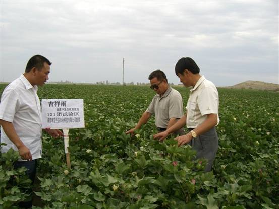 06年7月炮臺(tái)試驗(yàn)站曹新成站長(zhǎng)在農(nóng)八師121團(tuán)私人農(nóng)場(chǎng)示范地察看.jpg