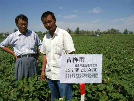 06年127團(tuán) 種植試驗(yàn)站劉云龍察看在棉花上試驗(yàn)情況.jpg